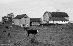 barns-prince-edward-county-ontario-series-1-black-and-white-02.jpg barns-prince-edward-county-ontario-series-1-black-and-white-02.jpg